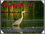 Naturen